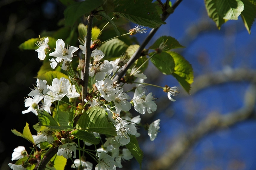 Apfelblüte auf Bornholm