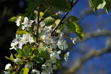 Apfelblüte auf Bornholm